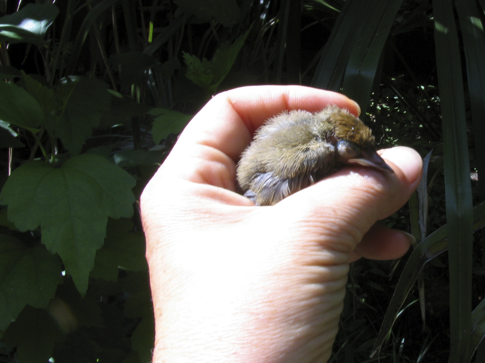 uccellino da identificare